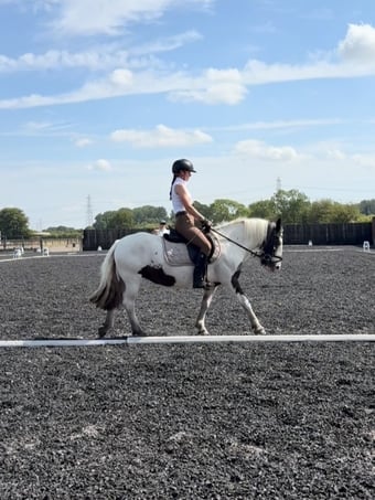 "Emma" Piebald Mare Cob/Heavy Horse