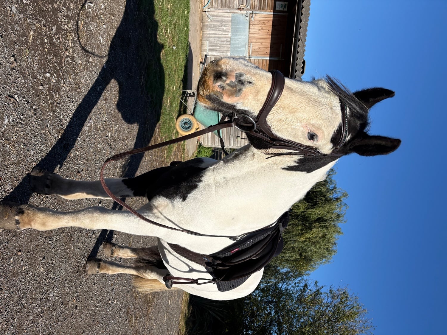 "Emma" Piebald Mare Cob/Heavy Horse