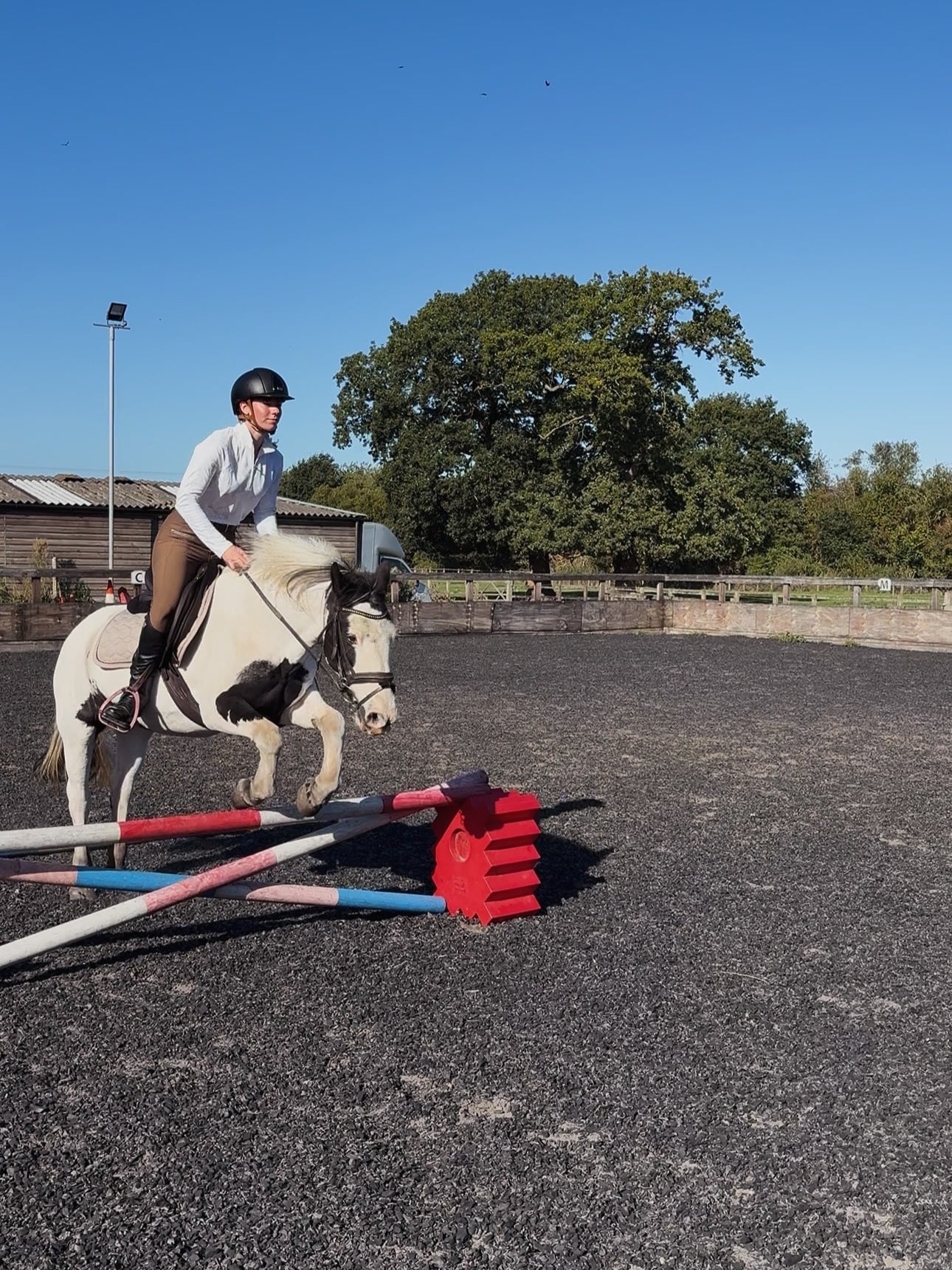 Escrick "Emma" Piebald Mare Cob/Heavy Horse