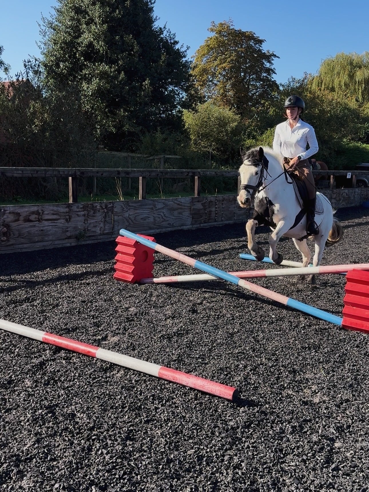 "Emma" Piebald Mare Cob/Heavy Horse - Horses in Escrick