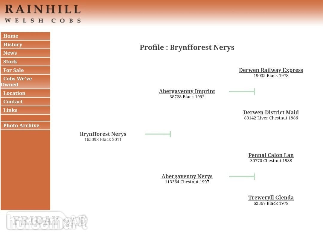 "Brynfforest Nerys" Dark Bay Mare All Rounder in Merthyr Tydfil