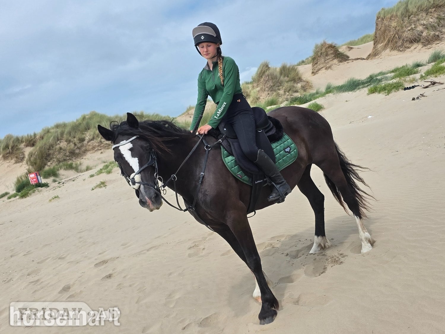 "Brynfforest Nerys" Dark Bay Mare All Rounder