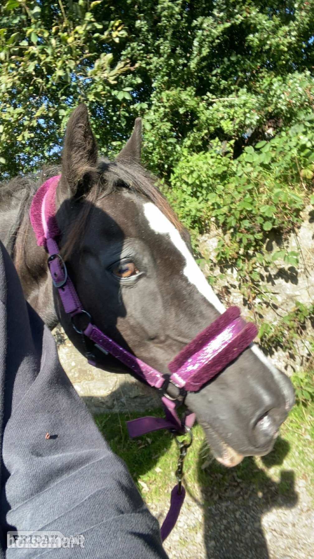 Merthyr Tydfil "Brynfforest Nerys" Dark Bay Mare All Rounder