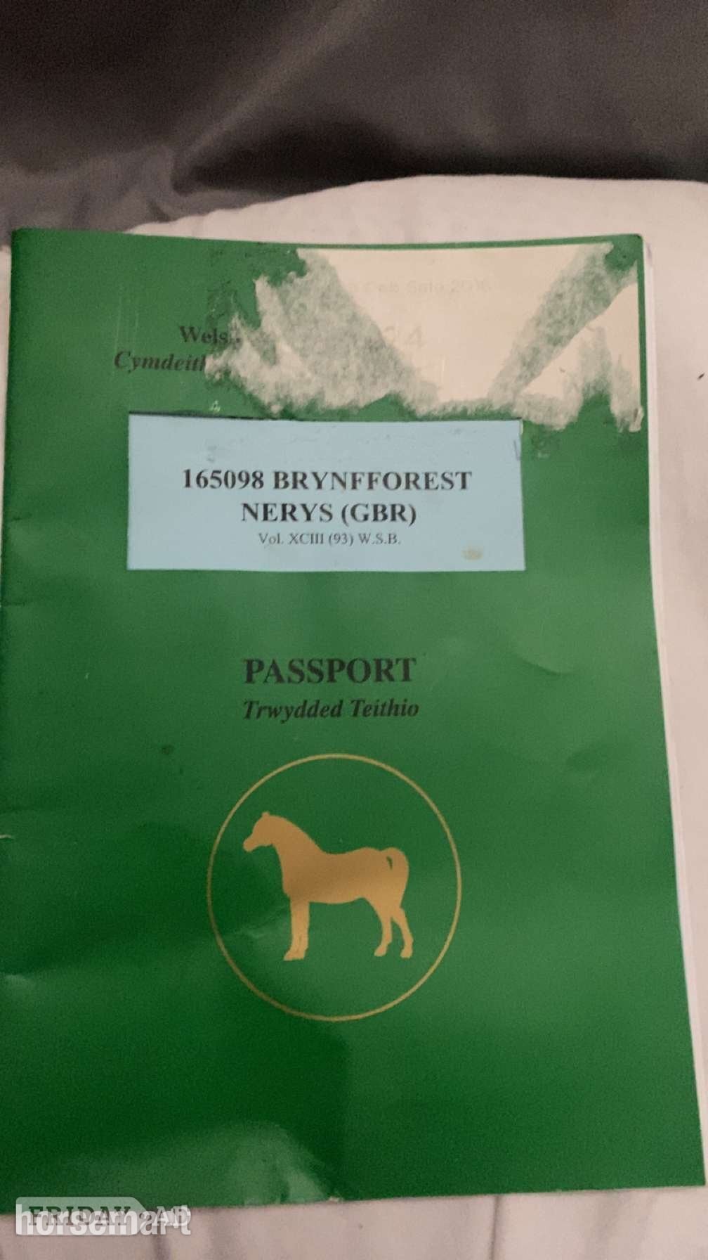 "Brynfforest Nerys" Dark Bay Mare All Rounder - Horses in Merthyr Tydfil