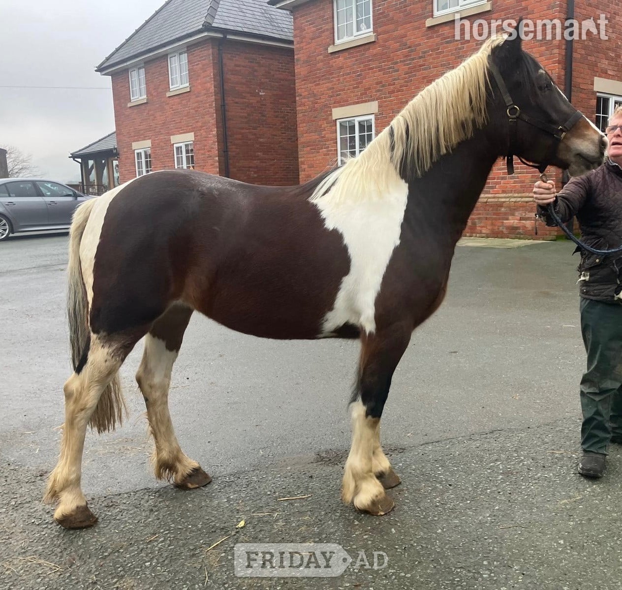 " " Coloured Filly Coloured