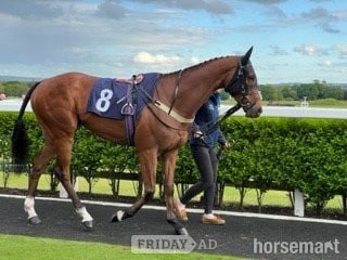 Otterburn "Clear Angel" Bay Gelding Ex Racehorse