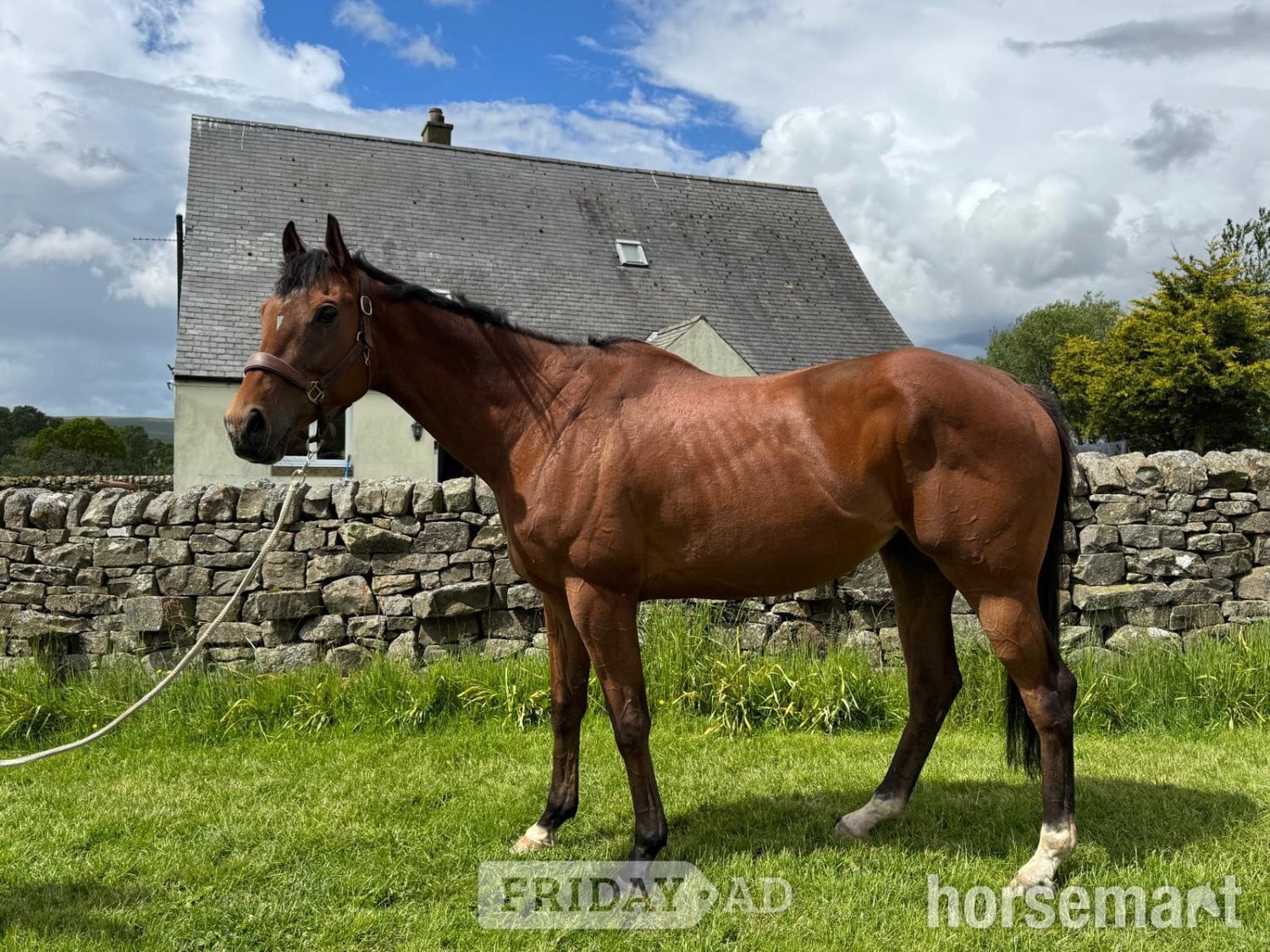 "Clear Angel" Bay Gelding Ex Racehorse in Otterburn