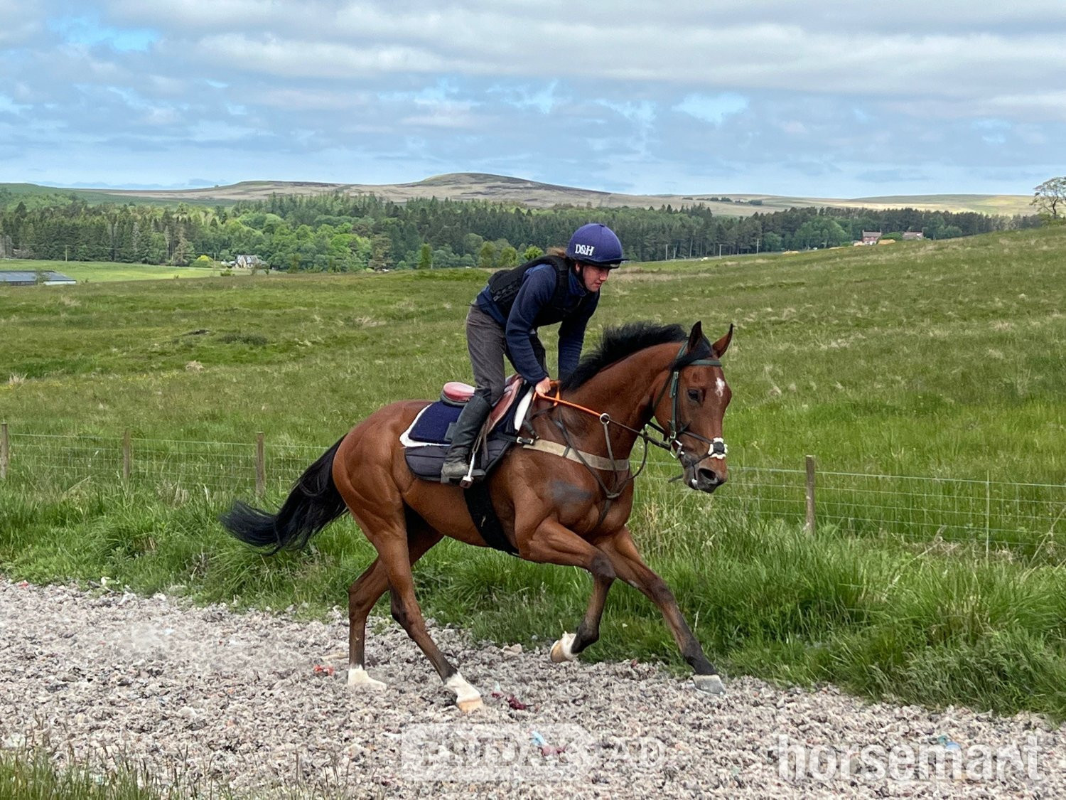"Clear Angel" Bay Gelding Ex Racehorse