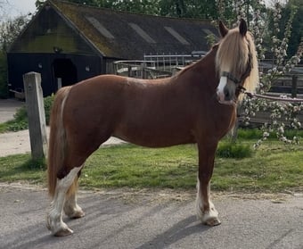 "Fleur " Chestnut Mare Cob/Heavy Horse