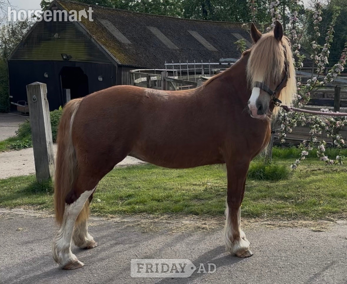 "Fleur " Chestnut Mare Cob/Heavy Horse in Market Harborough