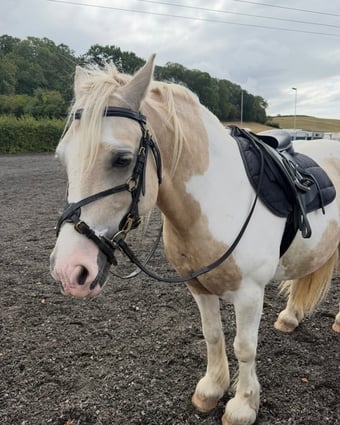 14.1 8 year old cob cross for full loan 
