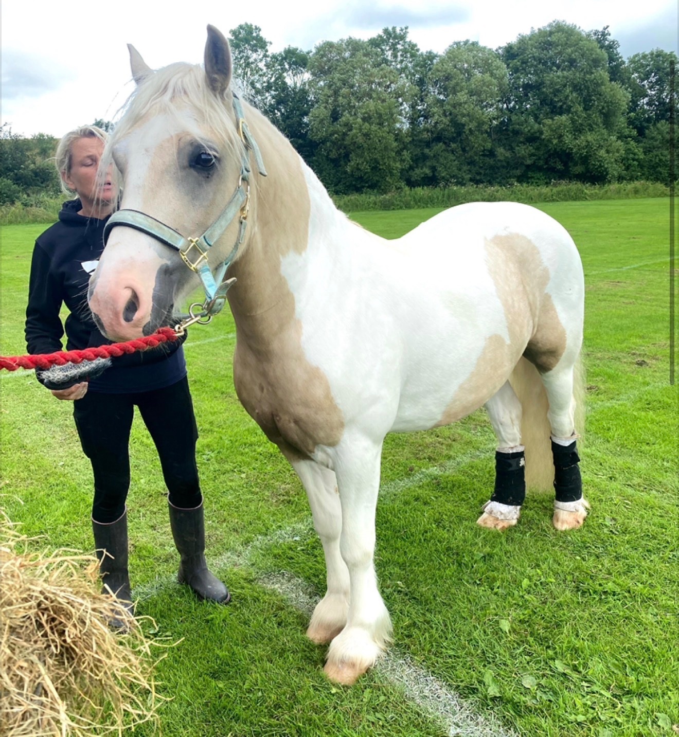 14.1 8 year old cob cross for full loan 