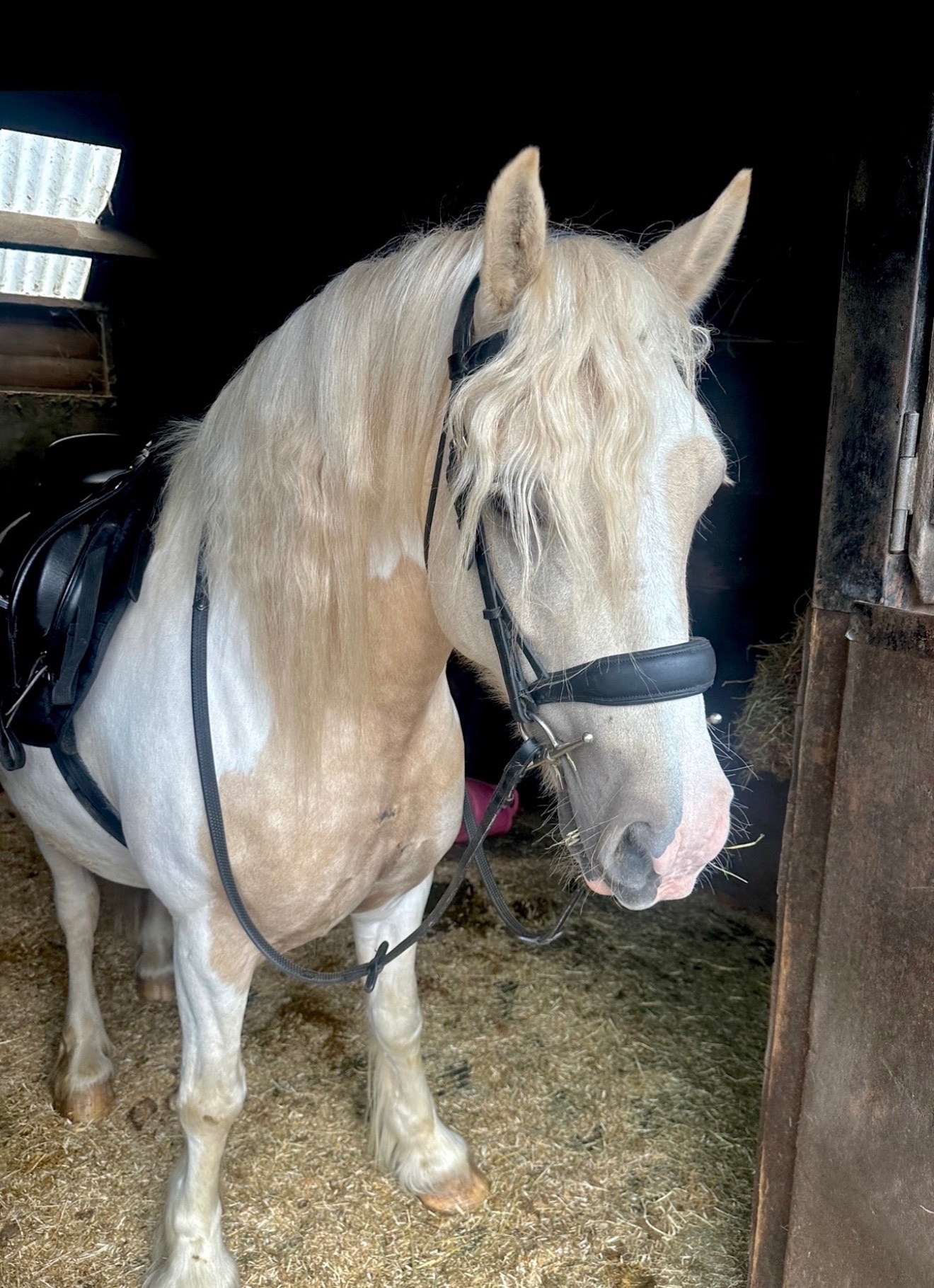Bristol 14.1 8 year old cob cross for full loan 