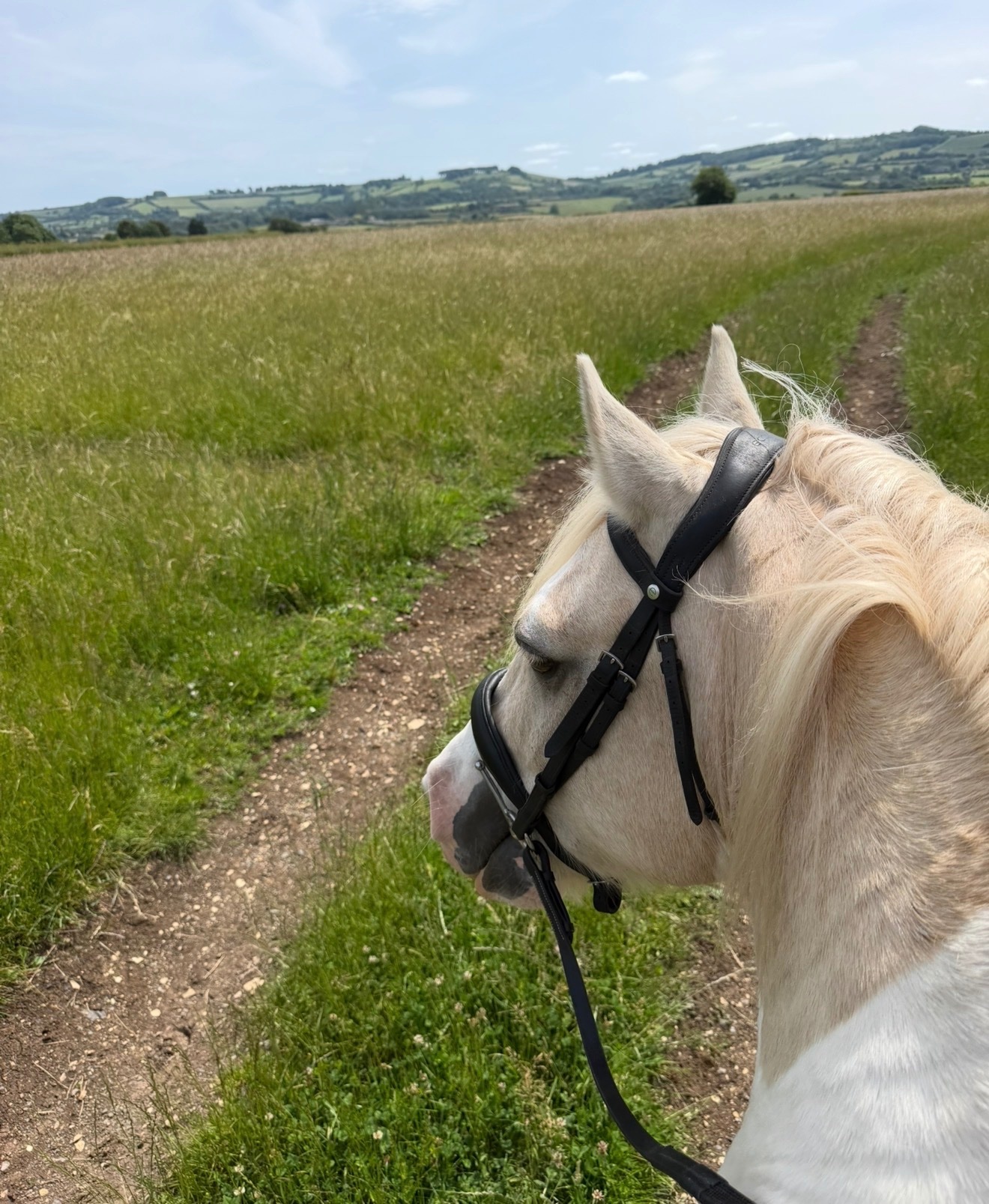 14.1 8 year old cob cross for full loan  - Horses in Bristol
