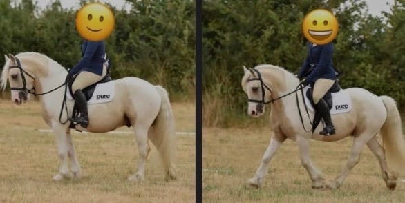 14.1 8 year old cob cross for full loan  - Horses