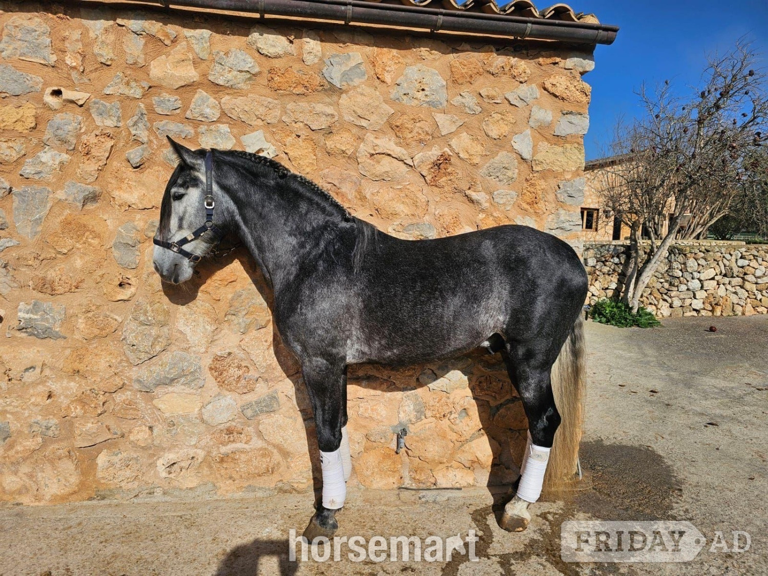 "Albero Sinia " Grey Stallion All Rounder in Knocknagoshel
