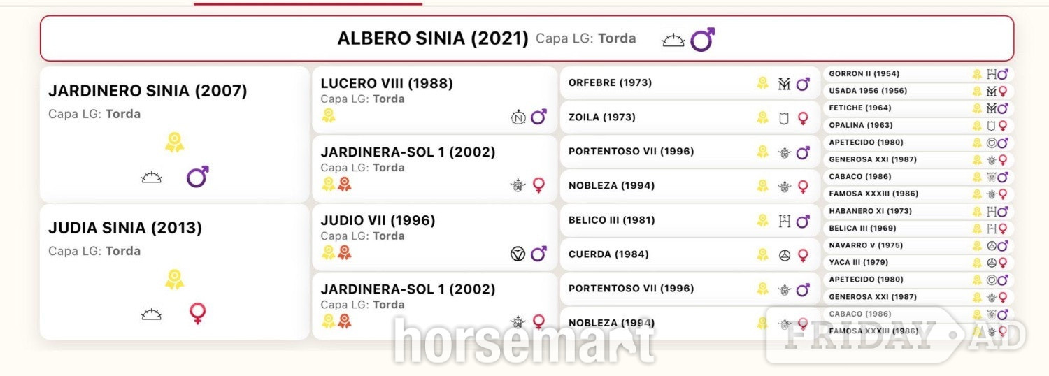 "Albero Sinia " Grey Stallion All Rounder