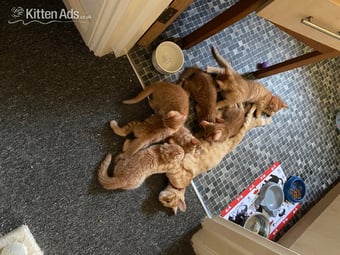 Ginger kittens for sale and looking for they’re loved home