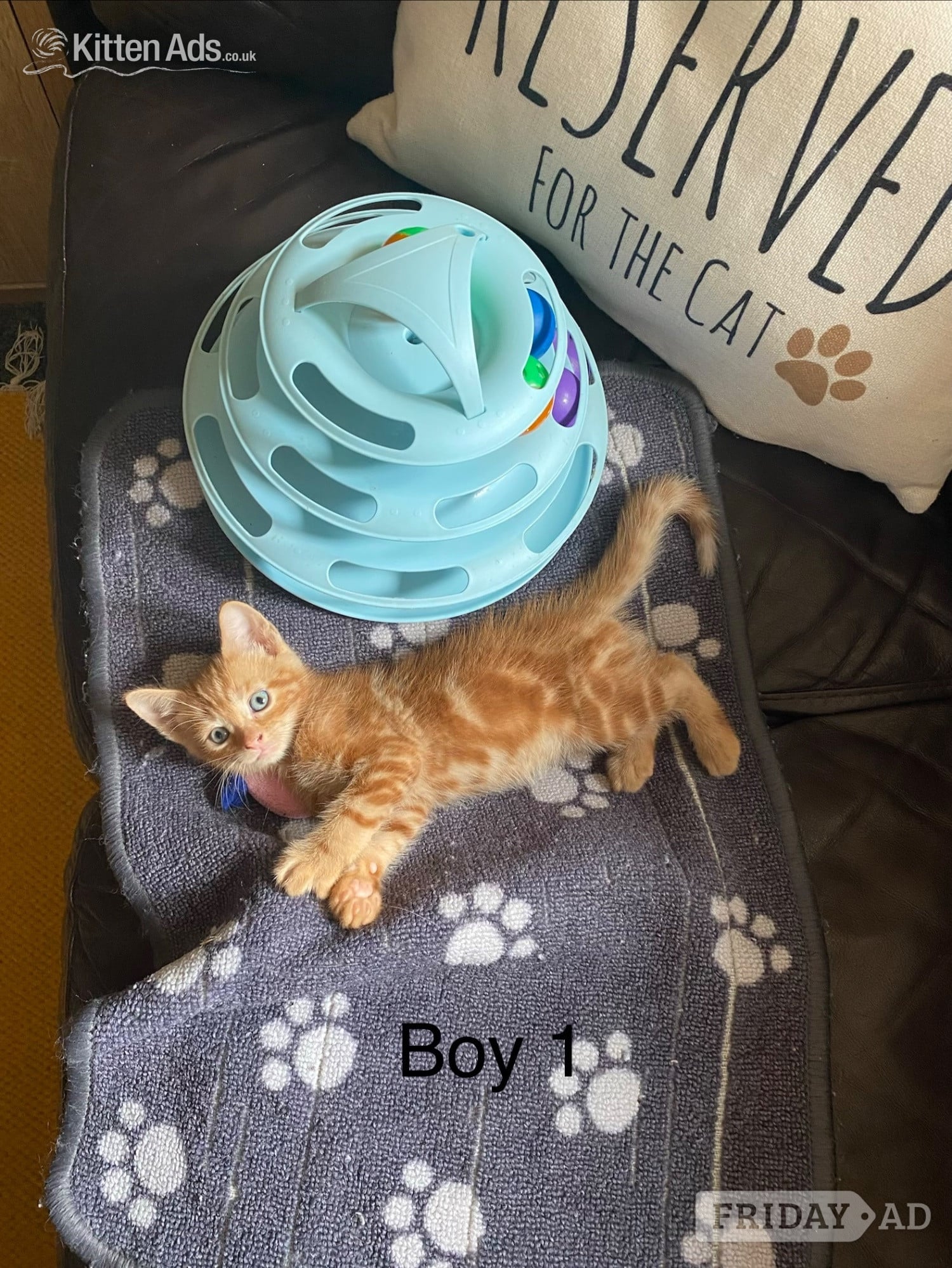 Ginger kittens for sale and looking for they’re loved home