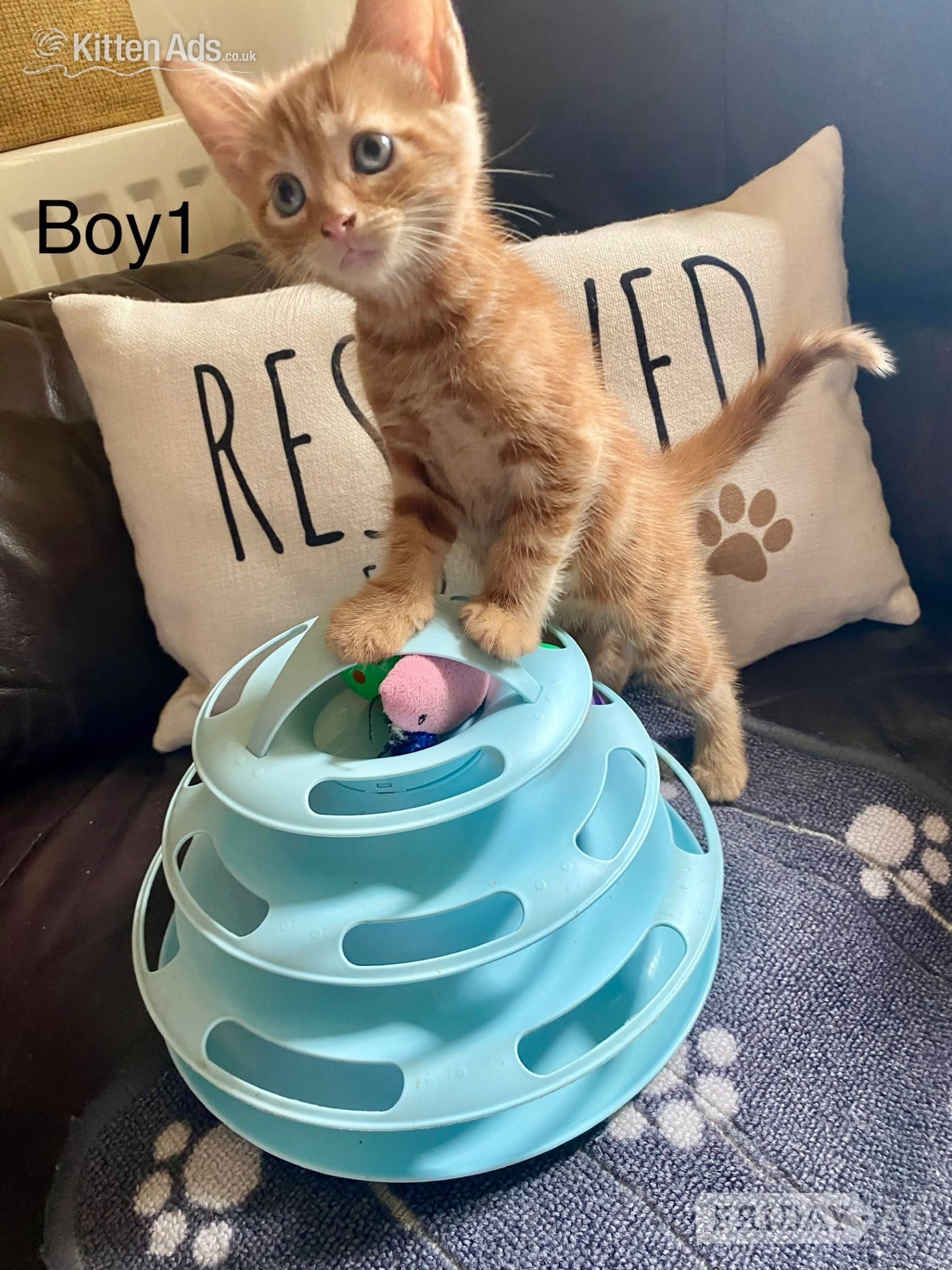 Ginger kittens for sale and looking for they’re loved home - Cats & Kittens in Bournemouth