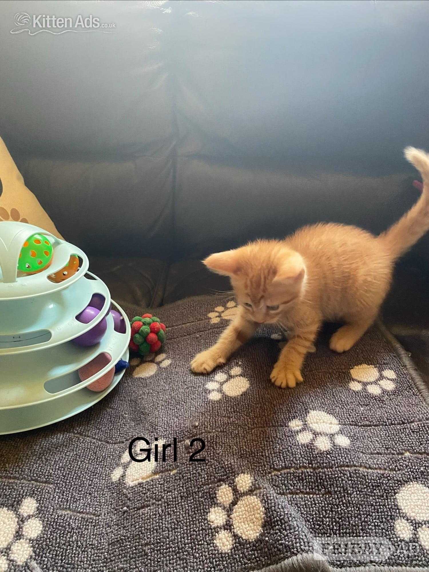 Ginger kittens for sale and looking for they’re loved home - Cats & Kittens