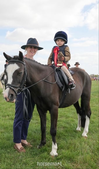 "Wolfie" Black Gelding Lead Rein/First Ridden Pony