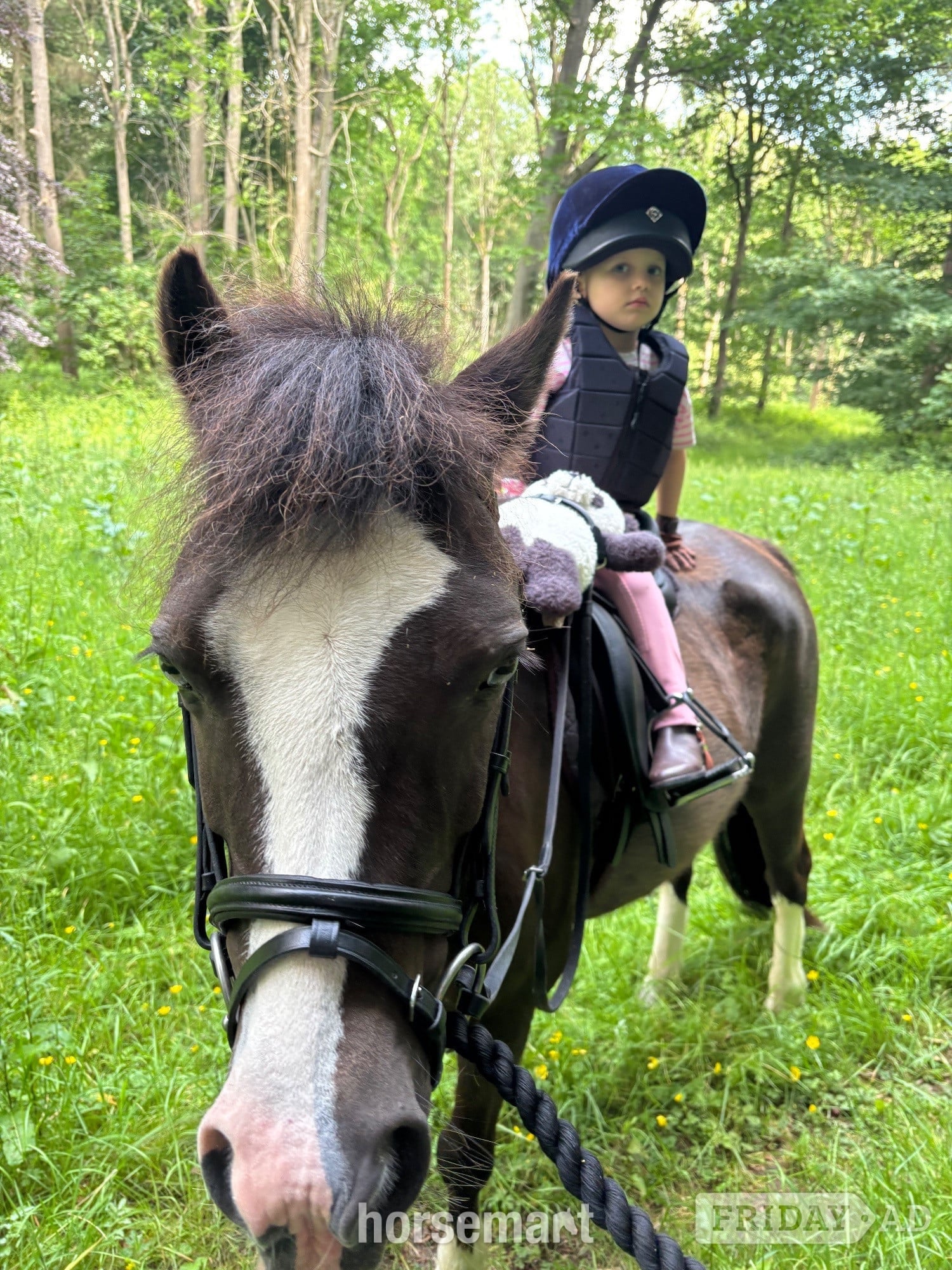 "Wolfie" Black Gelding Lead Rein/First Ridden Pony