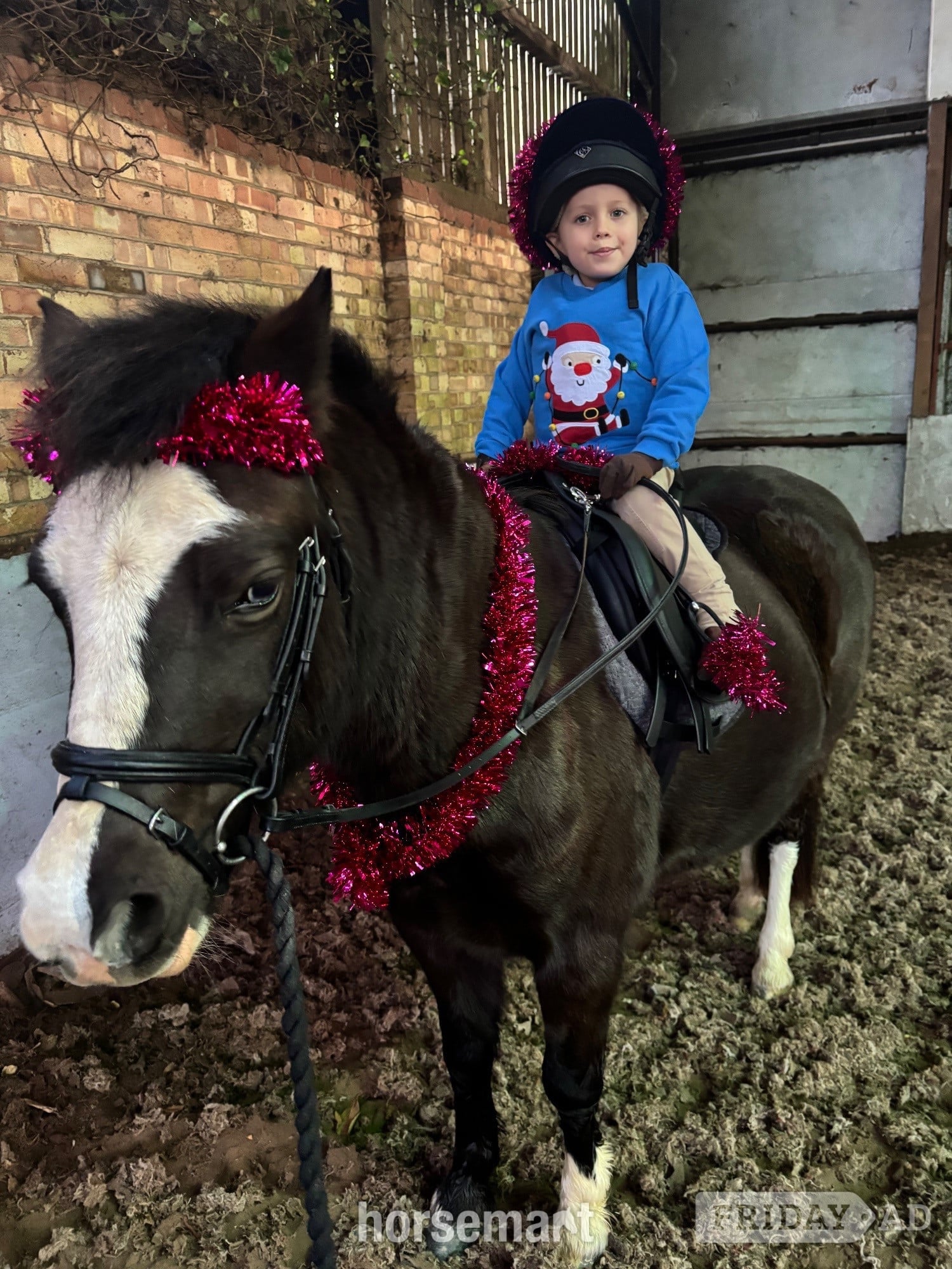 Grimsby "Wolfie" Black Gelding Lead Rein/First Ridden Pony