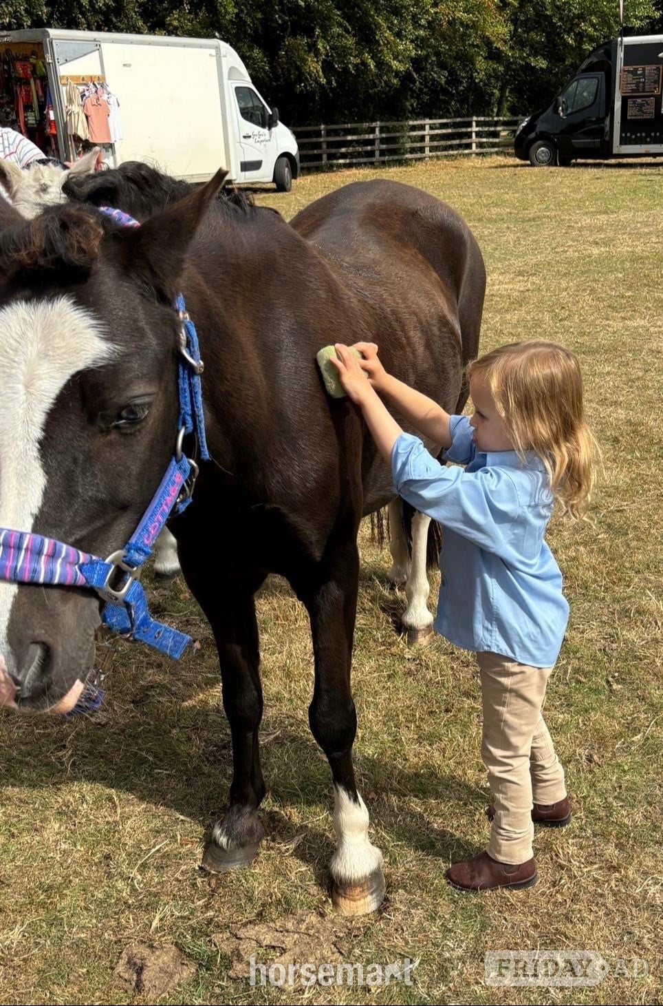 "Wolfie" Black Gelding Lead Rein/First Ridden Pony - Horses