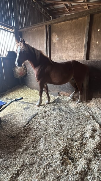 "Cracker " Chestnut Mare All Rounder