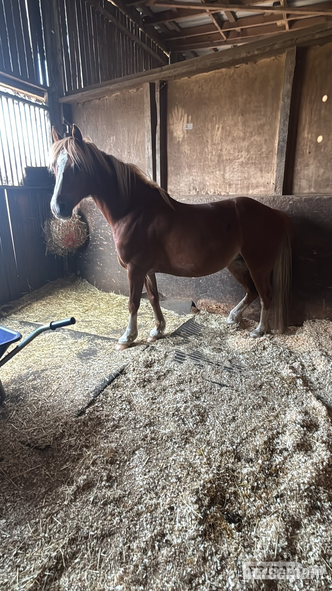 "Cracker " Chestnut Mare All Rounder in Huddersfield