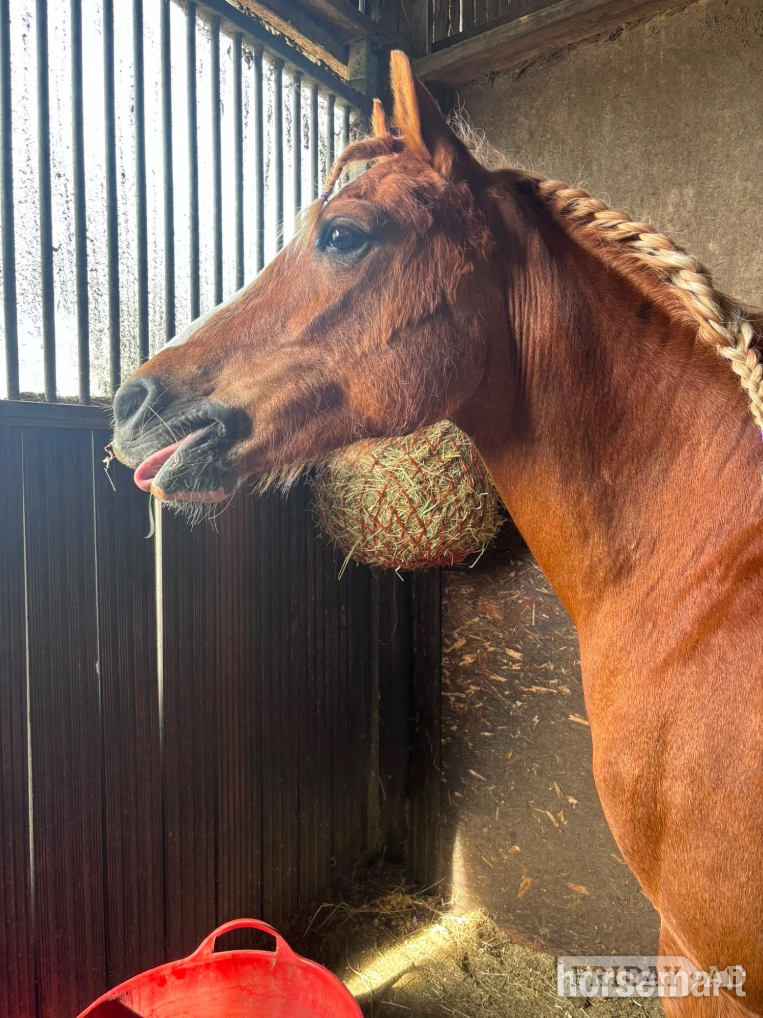 "Cracker " Chestnut Mare All Rounder