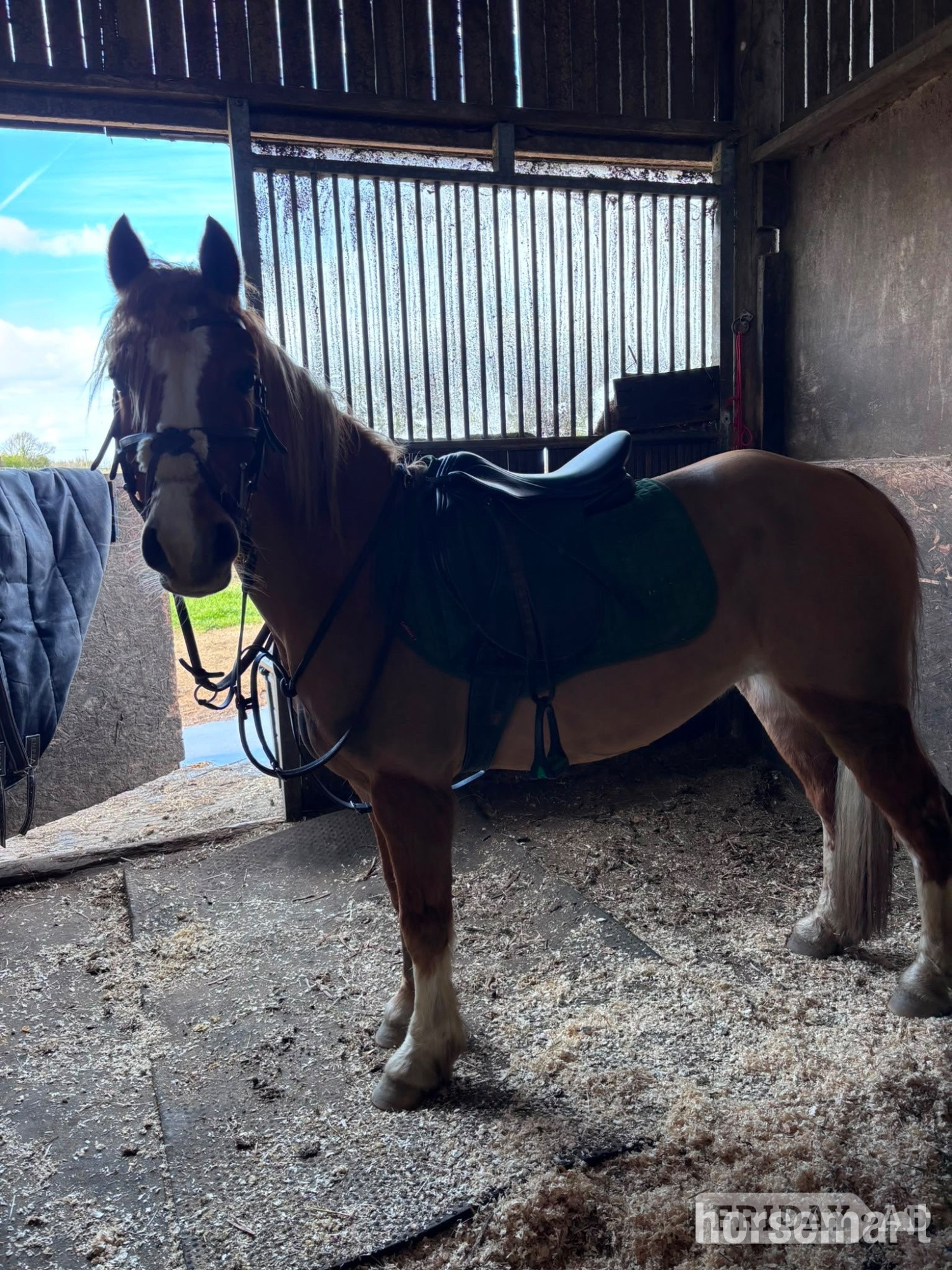 Huddersfield "Cracker " Chestnut Mare All Rounder
