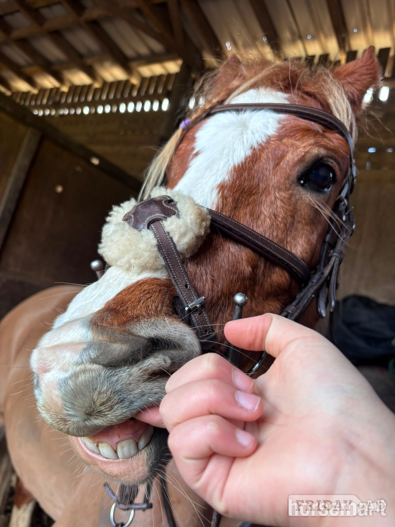 "Cracker " Chestnut Mare All Rounder - Horses in Huddersfield