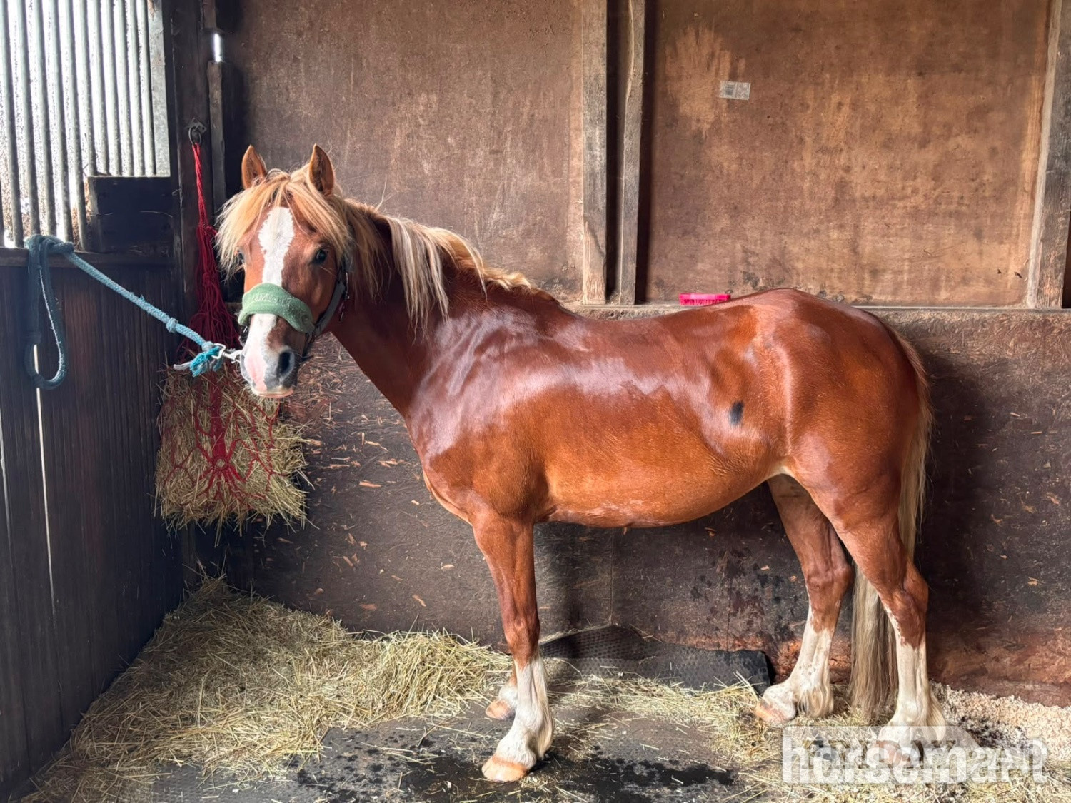 "Cracker " Chestnut Mare All Rounder - Horses