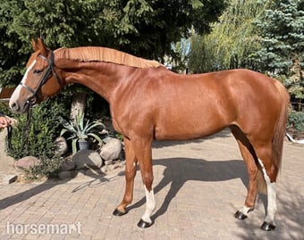 "Exceptionnel " Chestnut Mare Show Jumper