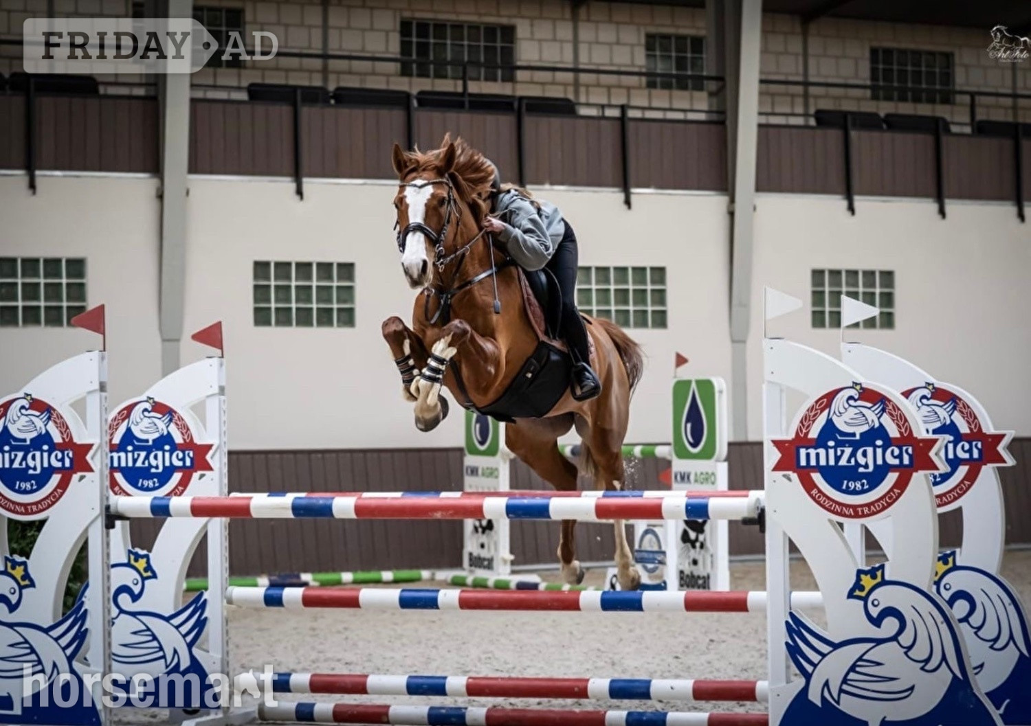 Knocknagoshel "Exceptionnel " Chestnut Mare Show Jumper