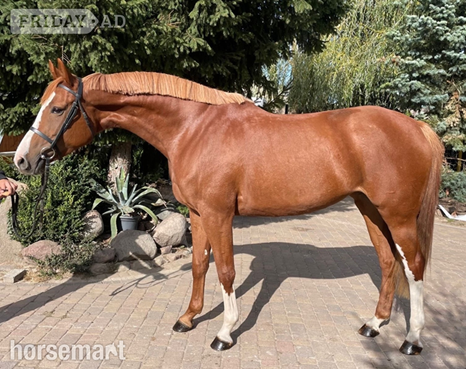 "Exceptionnel " Chestnut Mare Show Jumper in Knocknagoshel