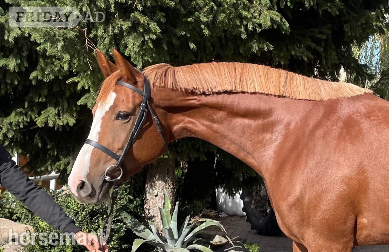 "Exceptionnel " Chestnut Mare Show Jumper