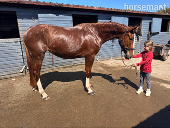 "Allegra" Chestnut Mare All Rounder