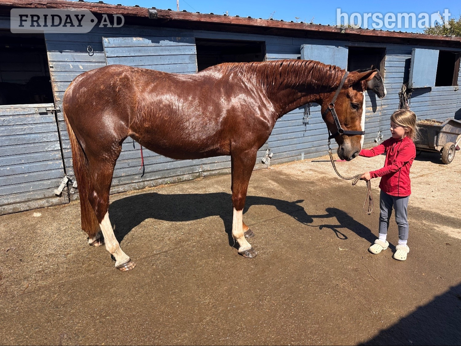 "Allegra" Chestnut Mare All Rounder in Trearddur Bay