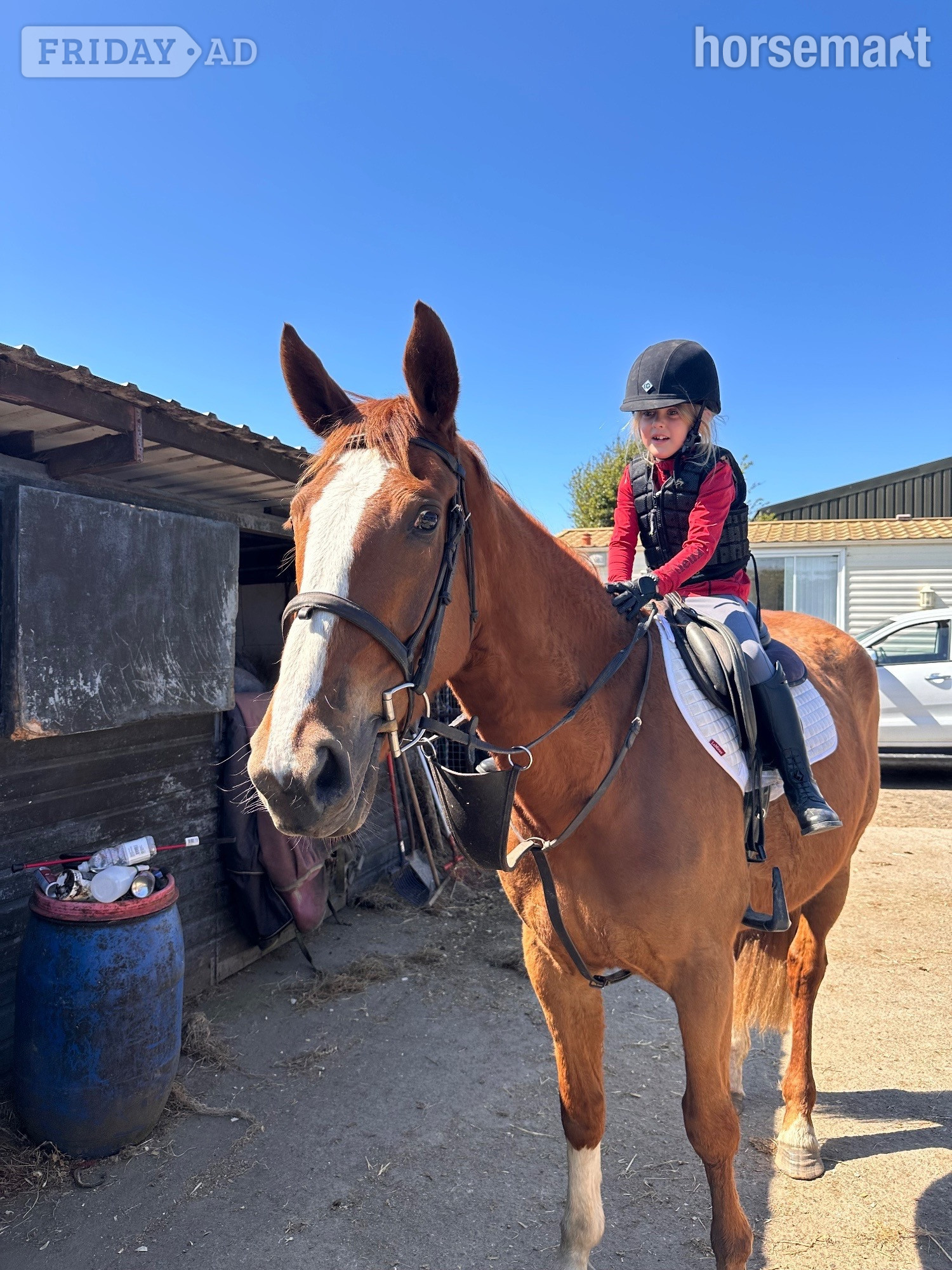 "Allegra" Chestnut Mare All Rounder