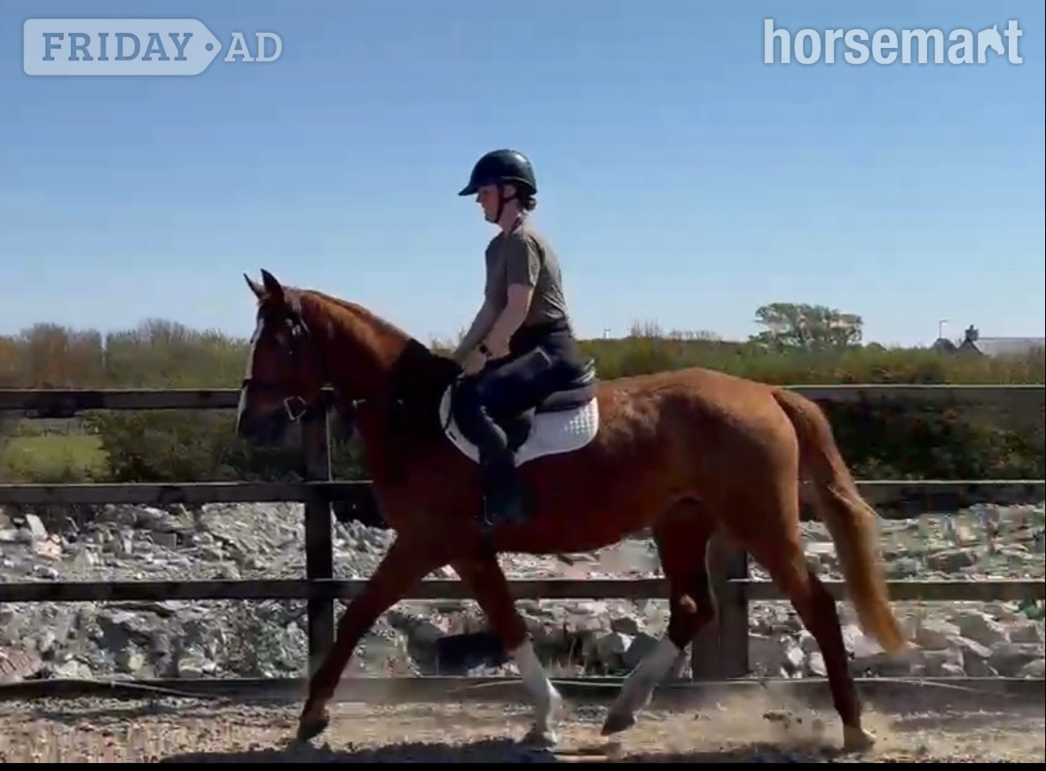 Trearddur Bay "Allegra" Chestnut Mare All Rounder