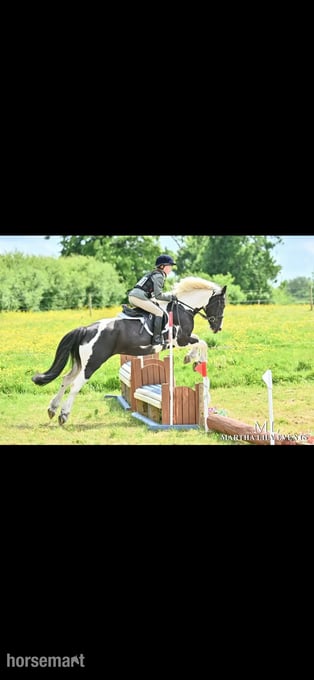 "Lulah" Piebald Mare Happy Hacker