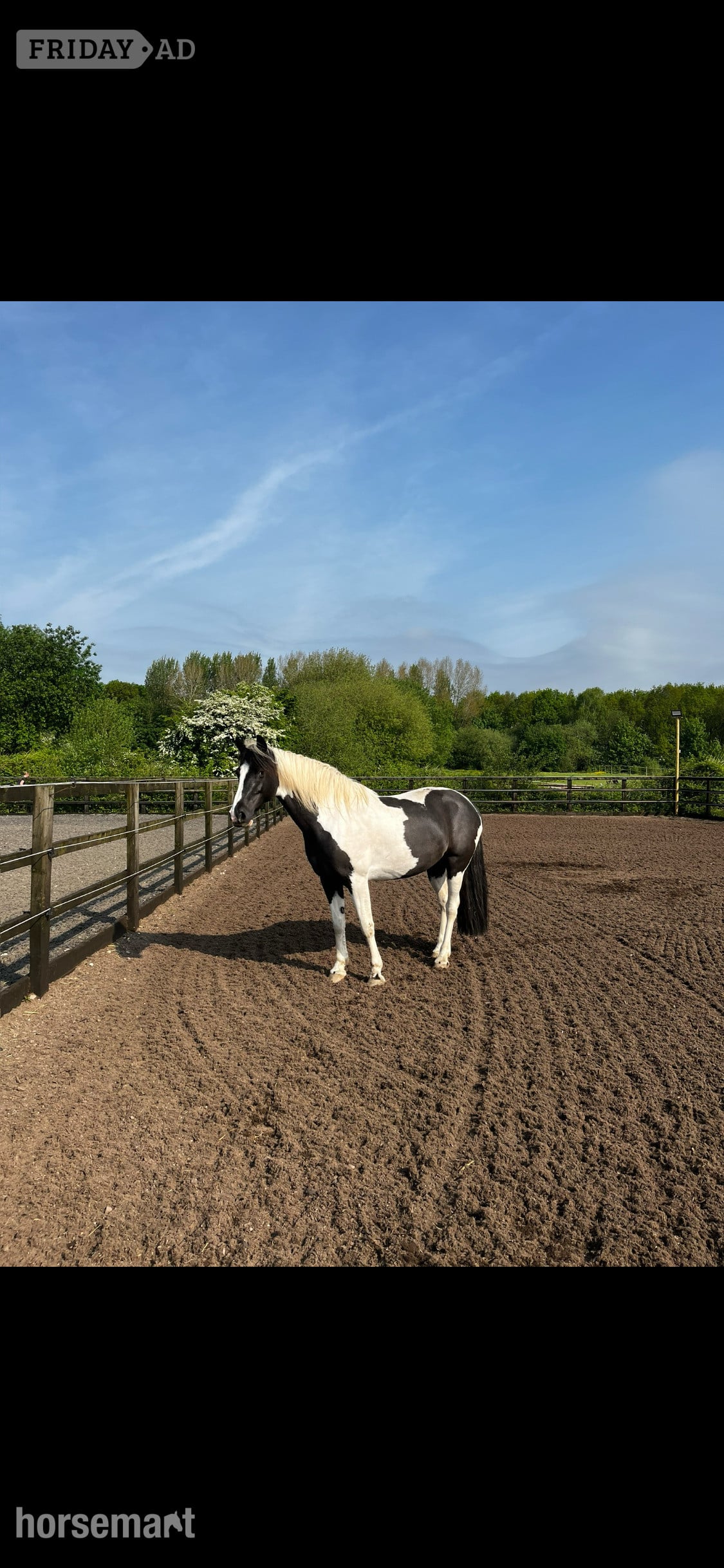 "Lulah" Piebald Mare Happy Hacker - Horses in Durham