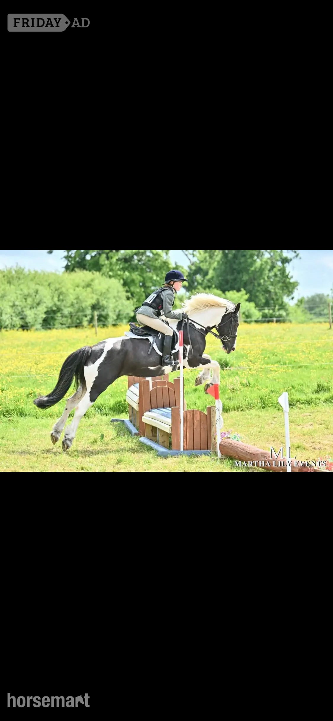 "Lulah" Piebald Mare Happy Hacker in Durham