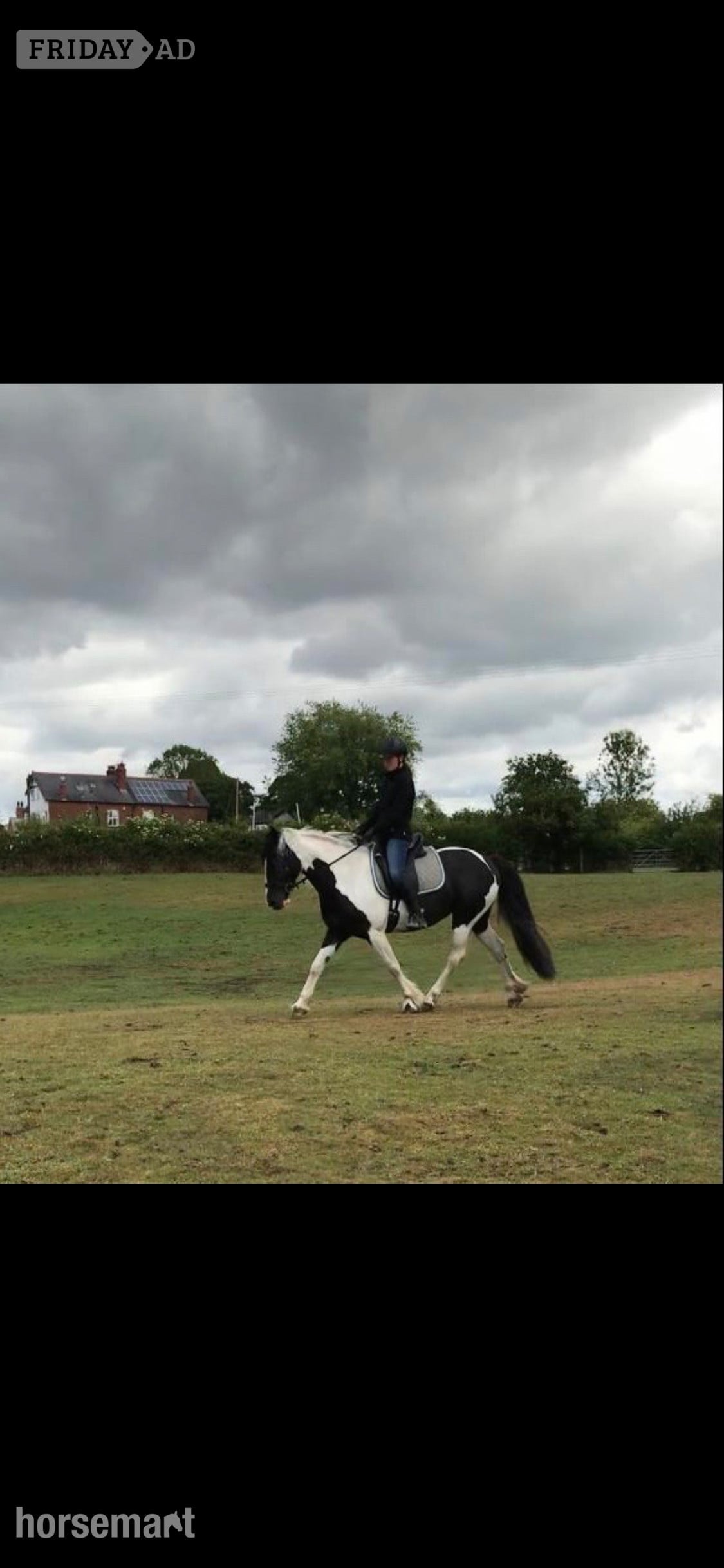 "Lulah" Piebald Mare Happy Hacker
