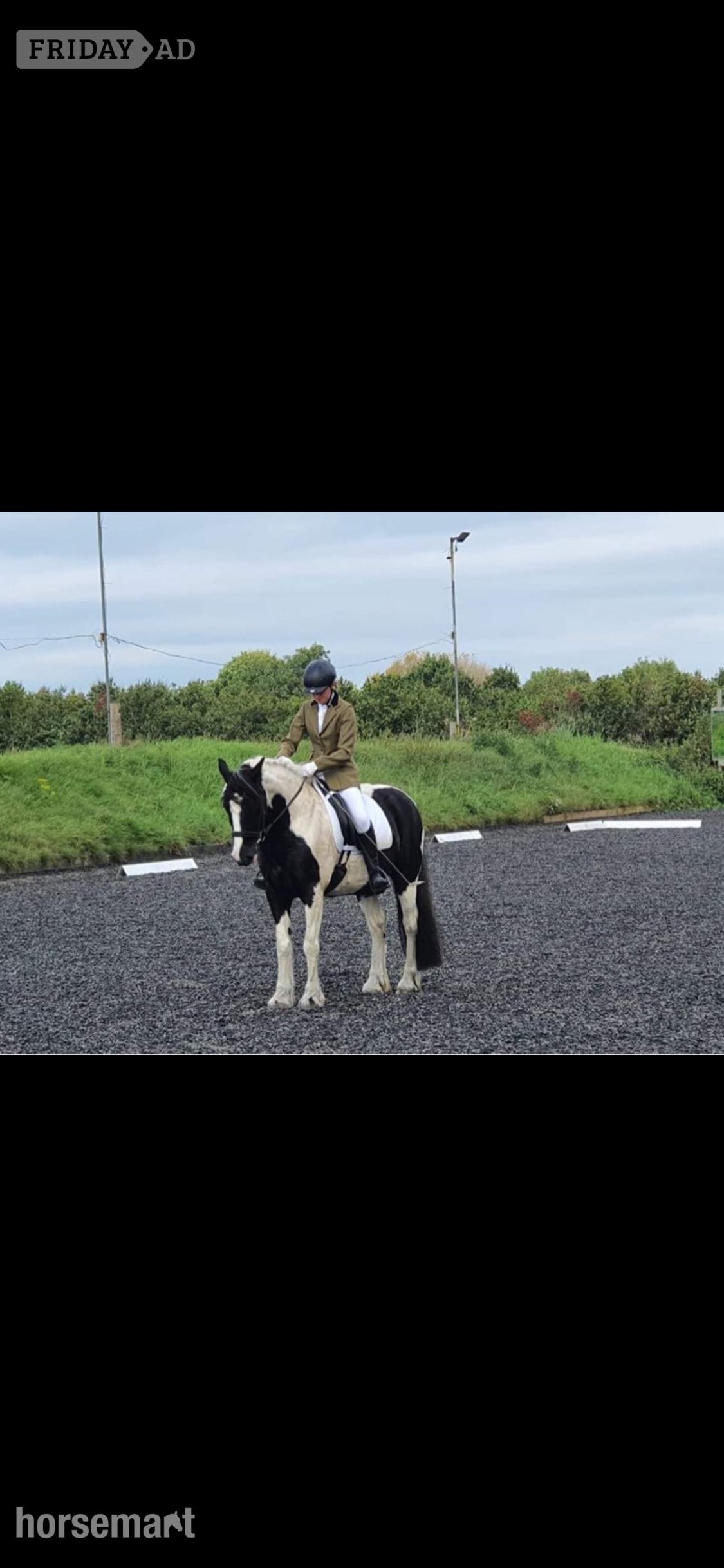 "Lulah" Piebald Mare Happy Hacker - Horses
