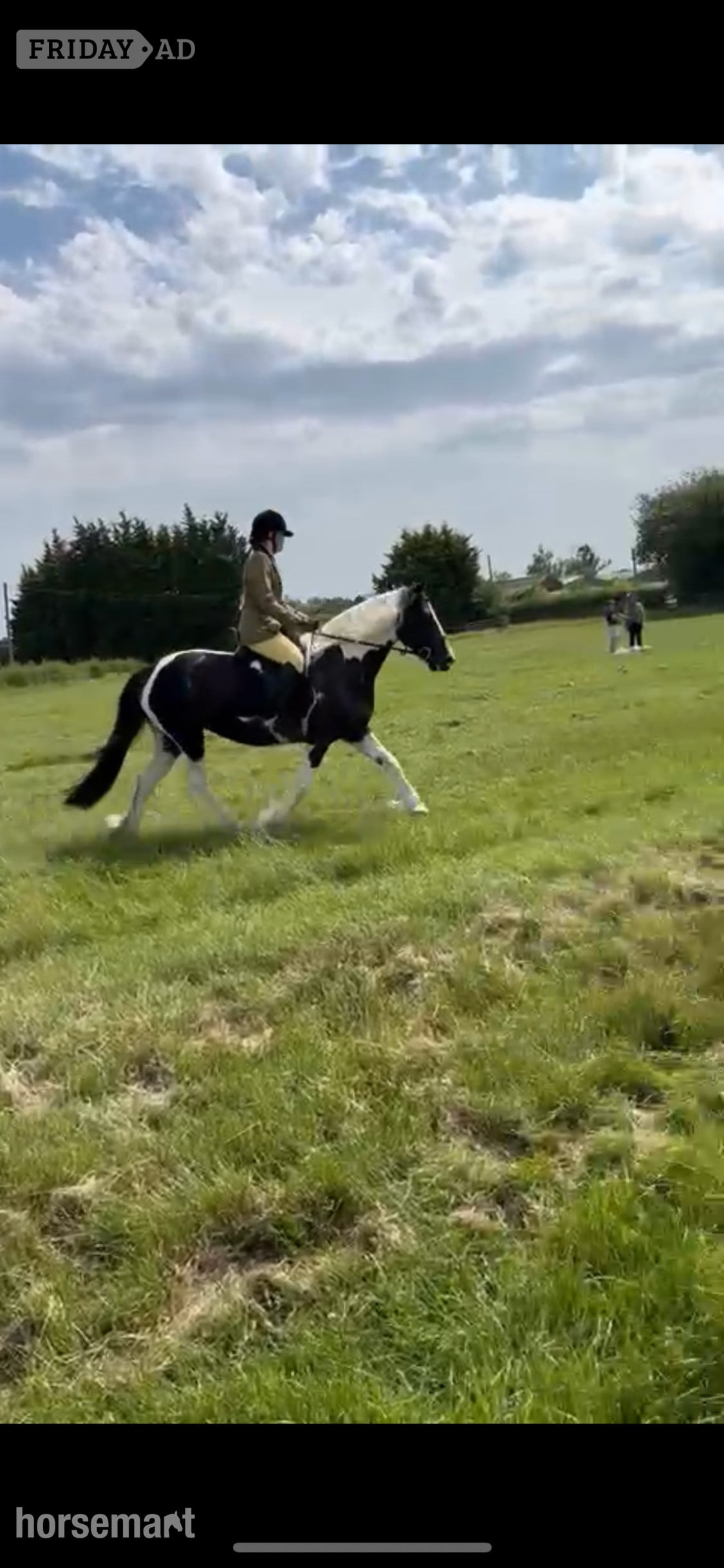 Durham "Lulah" Piebald Mare Happy Hacker
