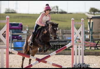 "Bambi" Bay Mare Pony Club Pony